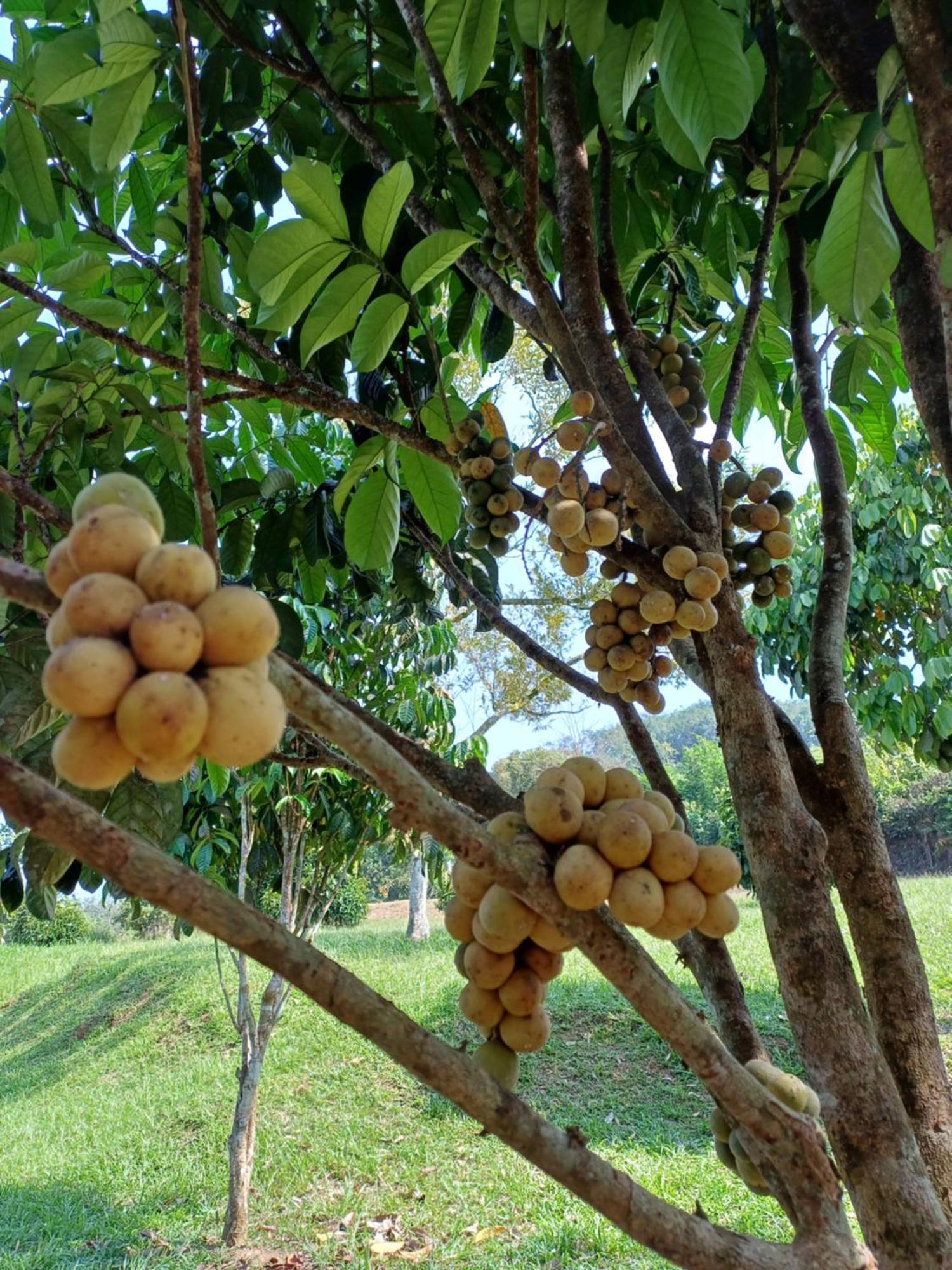 Отель Lemuni Retreat & Training Centre - Kerling, Selangor Экстерьер фото