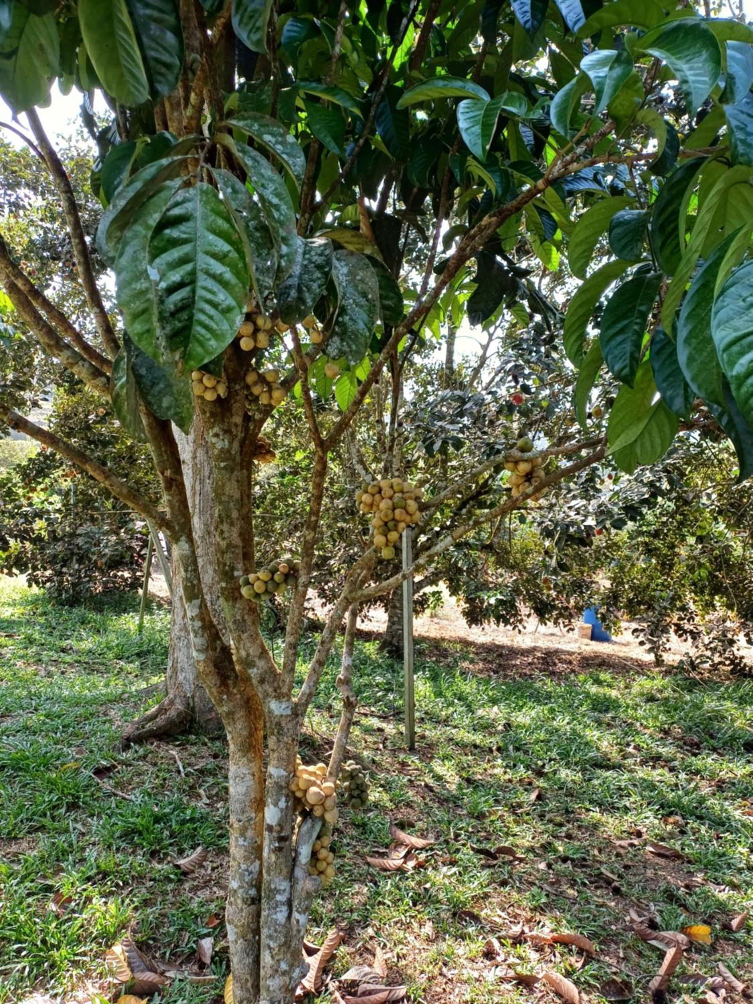 Отель Lemuni Retreat & Training Centre - Kerling, Selangor Экстерьер фото